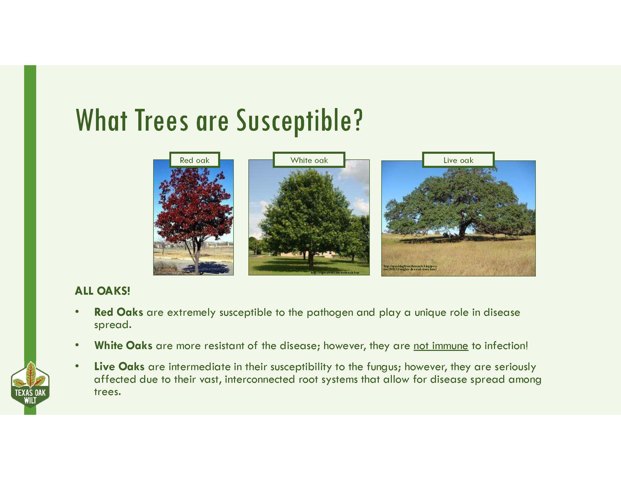 Oak Wilt 4 