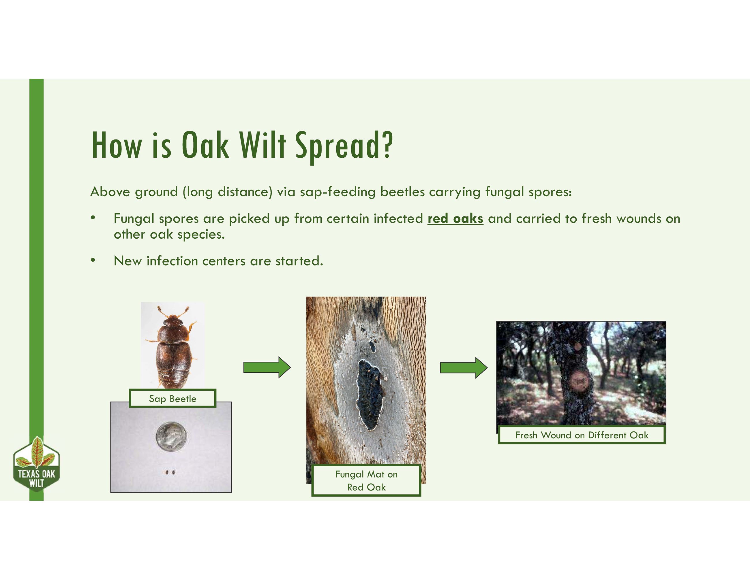 Oak Wilt 6