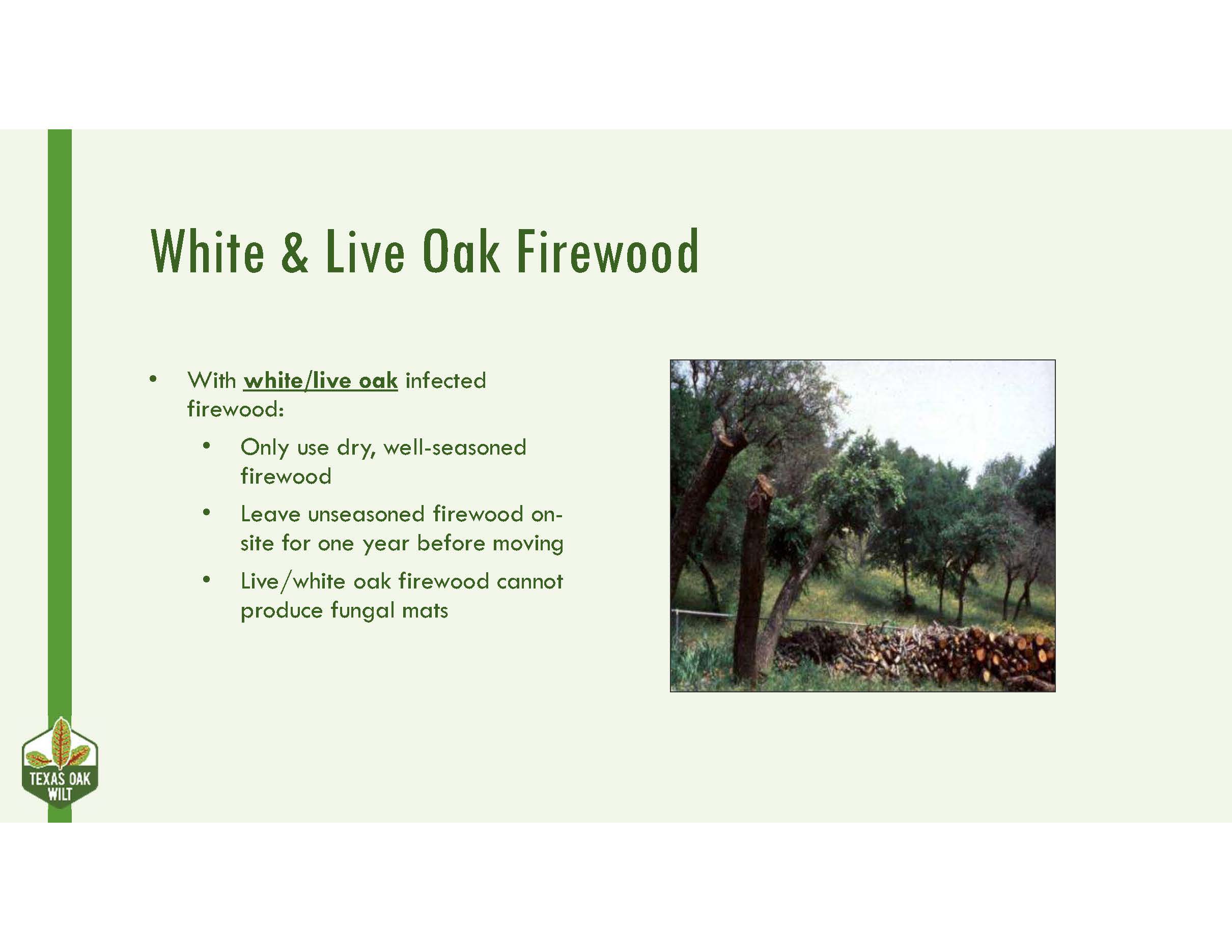 Oak Wilt 20