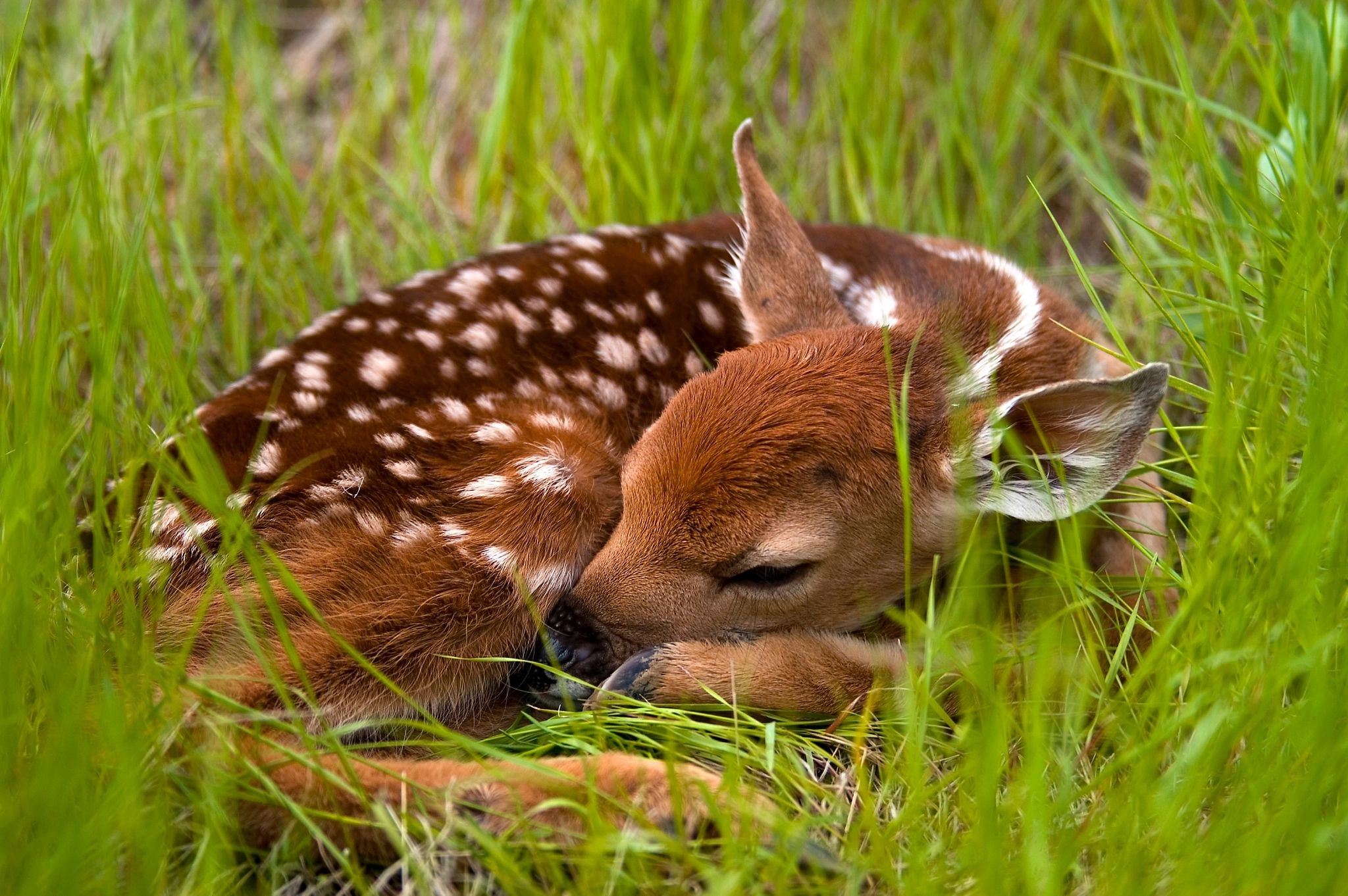 Photo of whitetail fawn.